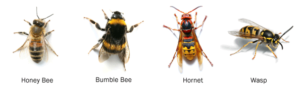 Differences between a honey bee, bumble bee, hornet and wasp